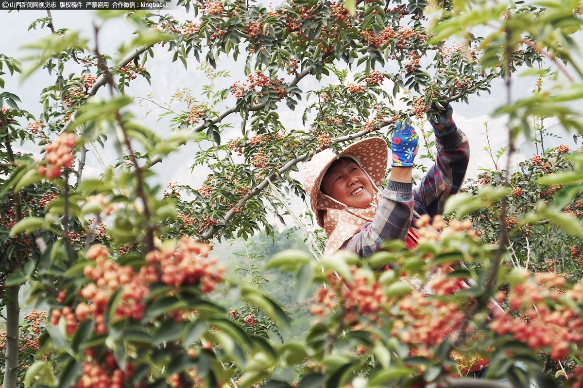      新绛县泽掌镇范庄新村，气候温暖湿润、阳光充足、昼夜温差小，十分适宜花椒种植。