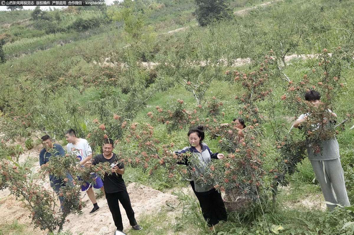      初秋时节，位于山西吕梁山系马首山下的运城市新绛县泽掌镇范庄新村等村的上万亩无刺大红袍、狮子头等多个品种花椒喜获丰收，山里山外、山间沟谷椒香四溢，椒农们抓紧晴好天气早出晚归上山进田采摘抢收和销售，一派丰收的喜悦景象。（■本期摄影：高新生）