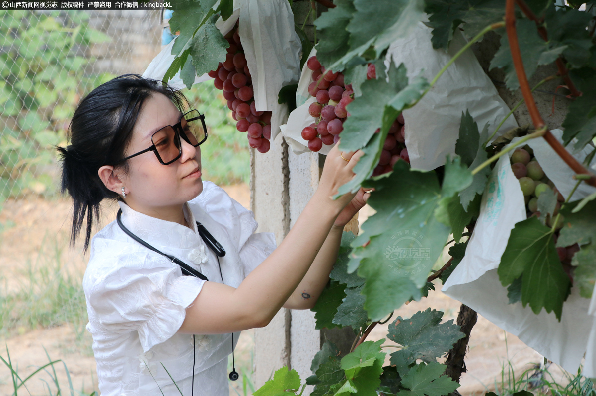      梁晓家共有近20亩葡萄地，种植了红提、小拇指等品种葡萄。图为梁晓正在查看葡萄长势，准备采摘。