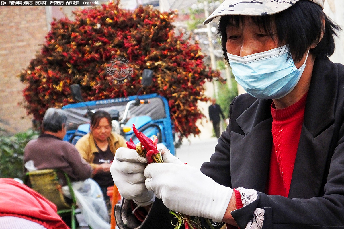      当地土壤肥沃，种植的椒辣味纯正、红润鲜亮，果型修长均匀，深受客商欢迎，产品更是远销全国各地。