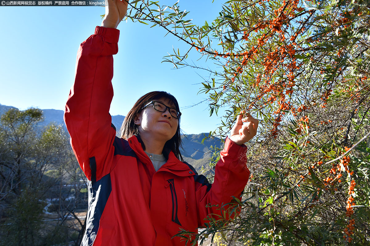      张琼，是山西医科大学药学院中药学教研室教授，博士生导师，中共山西省委联系服务专家，“三晋英才”青年优秀人才。在五台这片土地上，她已经生活和工作了将近一年时间，熟悉这里的一草一木。如何把这片土地上的中药材做大做强，成为她的一项重要课题。（■山西新闻网特约摄影师：卢俊华）