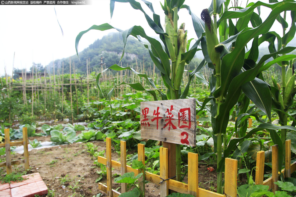      在红岭村的“开心农场”，只见一大片土地被黄色的围栏分割成一个个小块，每块地头的木牌上写着一个个”领养地主”的名字，里面的应季蔬果种类多样、长势喜人。