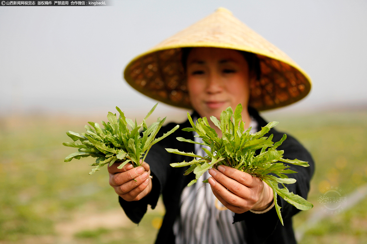      刘俊红种植中药材在当地小有名气，被誉为农业产品开发的“奇女子”，她从开始承包的20多亩土地发展到现在的500多亩，主要种植有柴胡、芍药、黄芩、佩兰、菊花等多种花草药材作物。