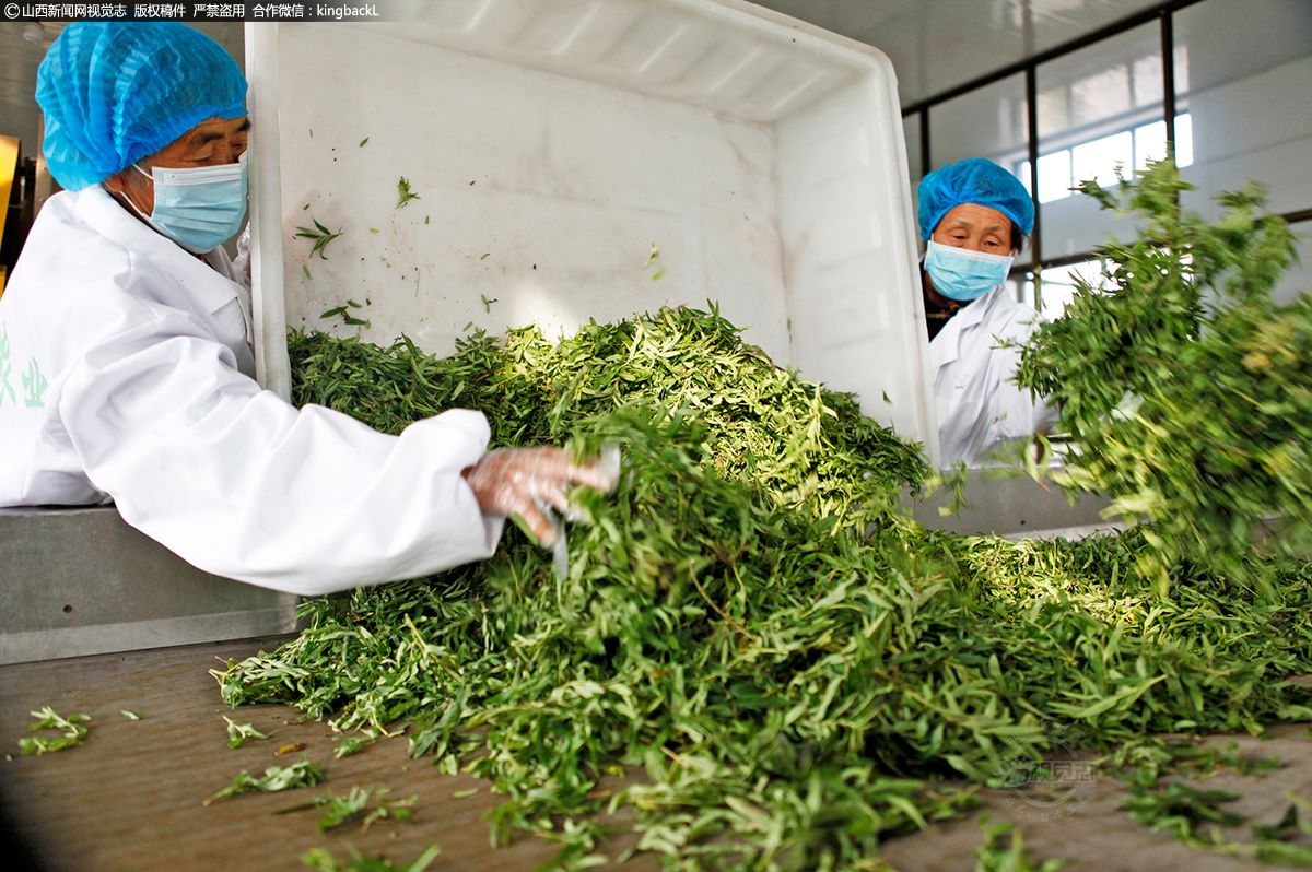      采摘回的药茶鲜叶，先要在萎凋槽中经过控温控湿，加快鲜叶水分散失，再通过揉捻、解块、发酵、提香、干燥等环节，最终形成散茶包装成为成品，这其中任何一个环节都马虎不得。