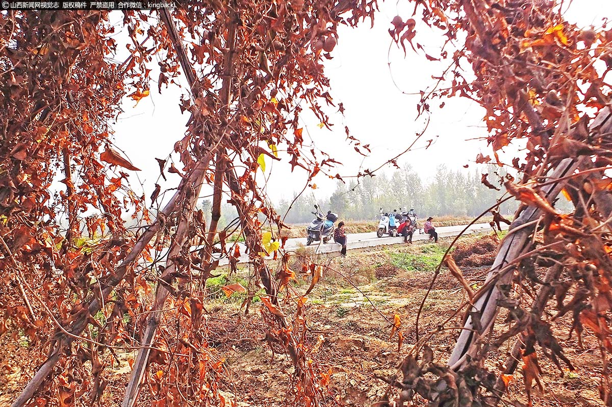      当地种植山药不仅辐射当地多个乡镇，并辐射带动周边县市形成山药种植产业圈，成为山西和华北最大的山药产供销基地之一，种植面积由十年前的近千亩快速发展壮大到近两万亩，成为当地和周边县市农民增收致富，提质增效的规模化新型产业，确保了农民稳步增收，一年一个新台阶。