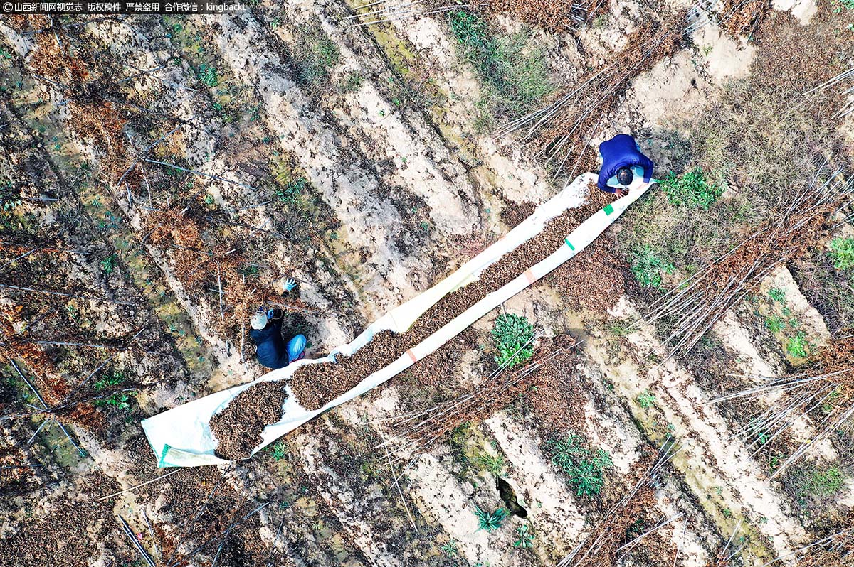      图为古交镇龙泉村村民在中苏村承包的田间采摘山药种子，为采挖山药做准备。