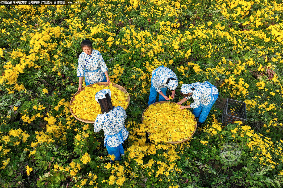      金灿灿的菊花竞相绽放，一朵朵形如绣球、色如黄金的花瓣一层赶着一层，向外涌去，微风拂过，阵阵清香扑鼻而来，沁人心脾。