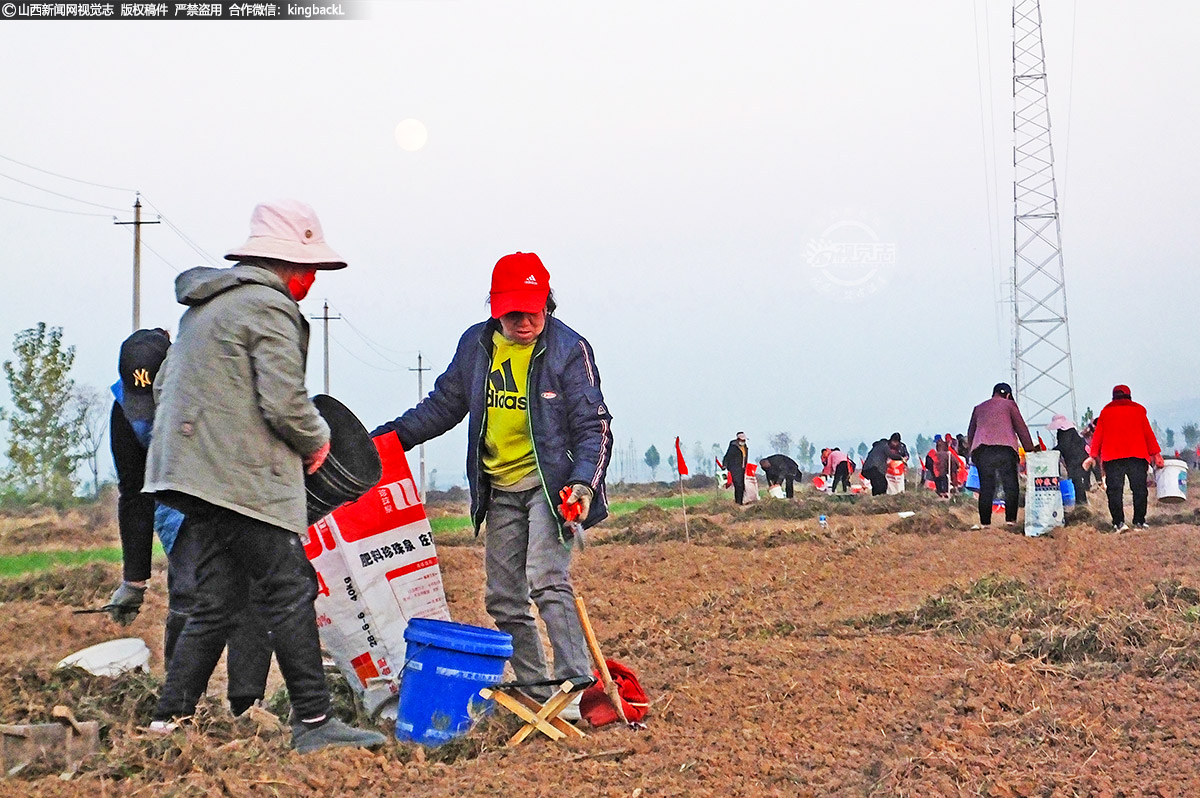      西庄村道地药材种植专业合作社基地里，在社员的忙碌下，一根根柴胡破土而出，大家忙着分拣、装车，脸上洋溢着丰收的喜悦，田间地头一派丰收的繁忙景象。