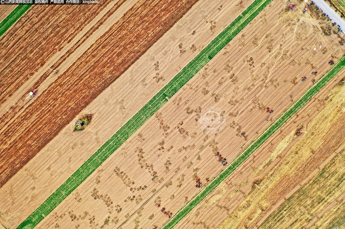      在西庄村道地药材种植专业合作社基地，空气中弥漫着中药材特有的香气，从空中望去，成片的柴胡长势喜人，田间地头村民们正忙碌着采收柴胡。