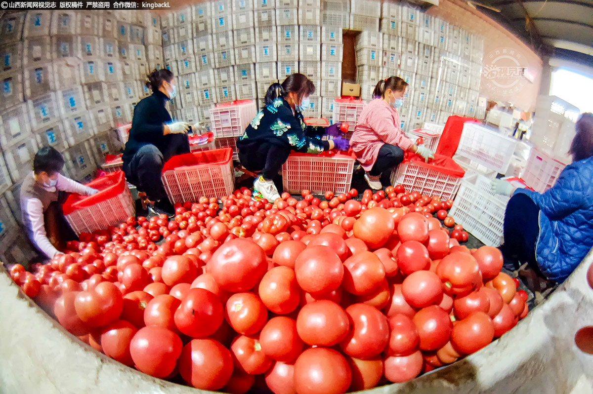      设施蔬菜已成为当地“一县一业”，推进乡村振兴现代化、农民增收致富品牌产业。