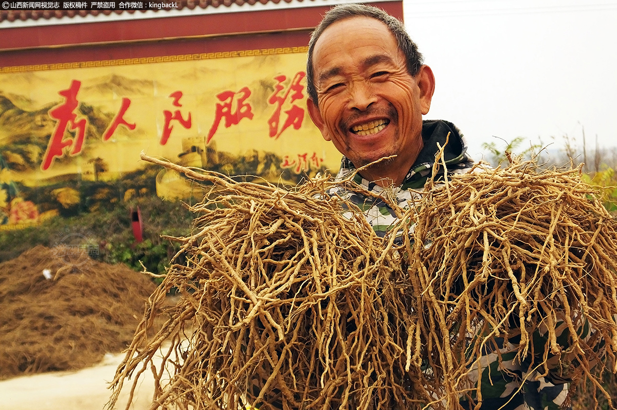      新绛县阳王镇董村药农周连生加紧将晾晒好的中药材远志装袋装车。