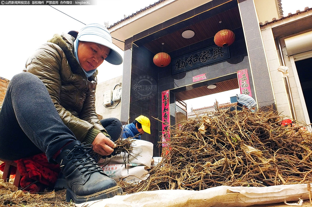      远志具有安神益智、祛痰、消肿的功效。图为新绛县阳王镇刘峪村药农正在加紧分拣收获中药材远志。