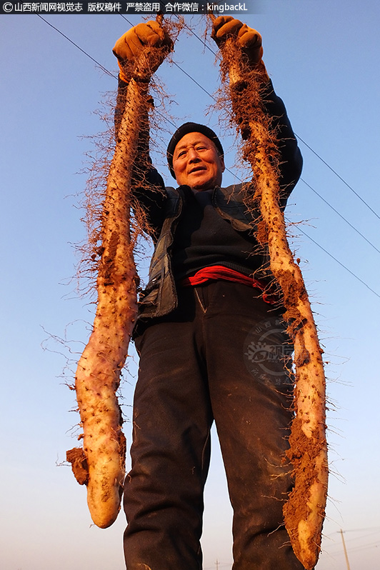      如今，山药种植作为桥东村的支柱产业，其种植面积突破3000亩，年产销700多万公斤。成为名副其实，远近闻名的“山药村”，促进了农民增收致富，也助力了乡村振兴。