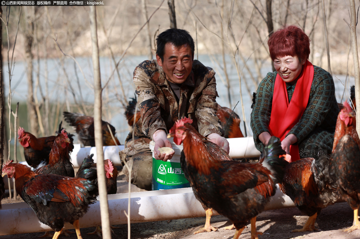      兄弟俩所养的土鸡分为肉鸡和蛋鸡，张小臣在小树林喂食肉鸡。在清泉农庄经过8个月的散养，肉鸡已达到出栏营养标准。