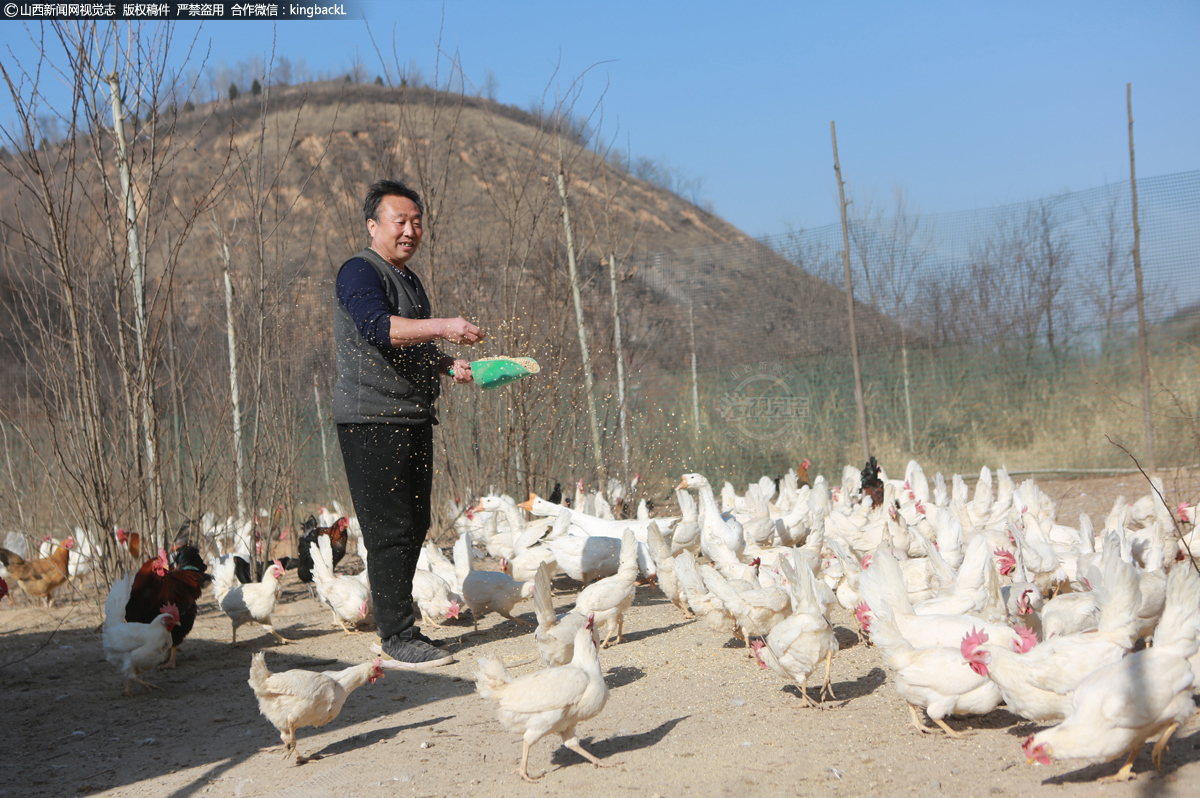      兄弟俩今年养殖了1000只土鸡，由于现在是冬季，野外虫草较少，靠喂粮食为主，即把玉米和麦麸、谷糠粉碎，来喂食土鸡。