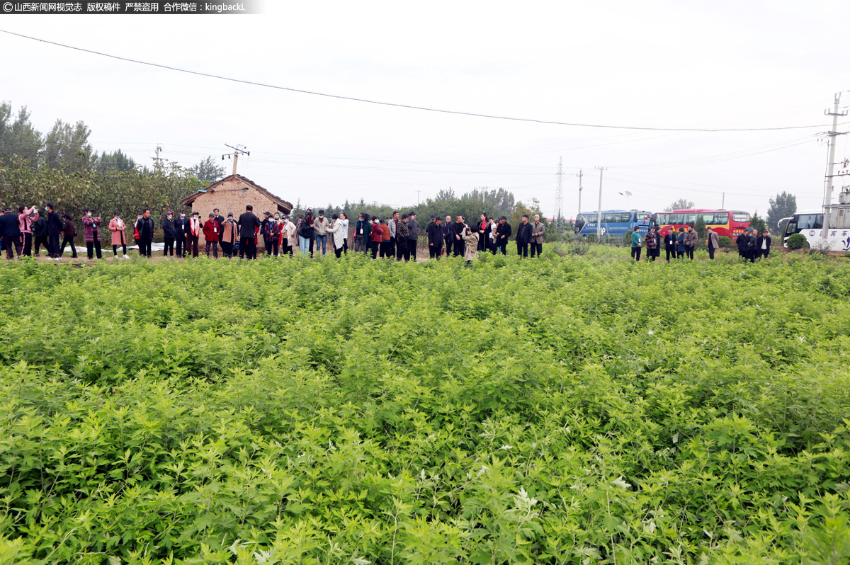      尧都区乔李镇南高村千亩艾草基地，采用“你种我收”合作方式，南高村负责种，公司按市场价收。图为2021年10月11日，运城市农业农村局组织百余名持证技能农民参观公司合作基地南高村千亩艾草生长情况。
