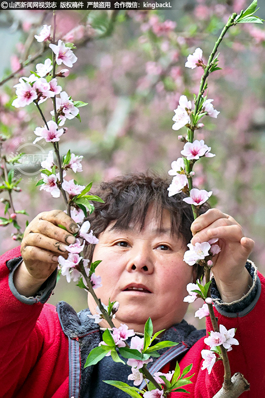      据果农介绍，温度对于油桃花期管理也非常重要，温度不要太高，太高桃子熟了以后，口感不好。温度压低点，桃子吃起来甜一点，希望能卖个好价钱。
