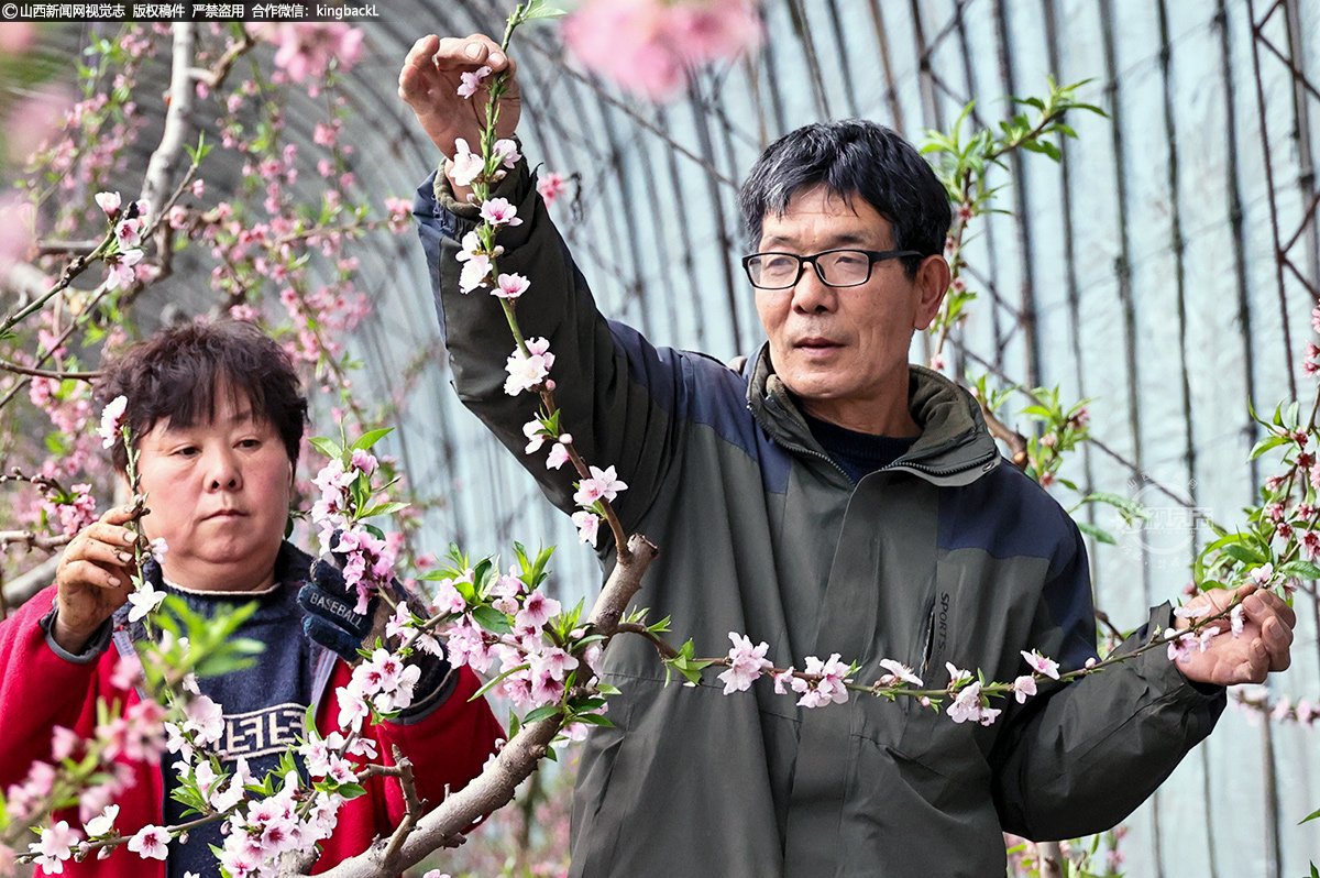      近两万亩日光温室大棚种植的反季节10余种中油4号、中油18号等新品种油桃的桃花争奇斗艳、争先盛开，吸引着成千上万的蜜蜂翩翩起舞，穿梭在花间采蜜授粉。
