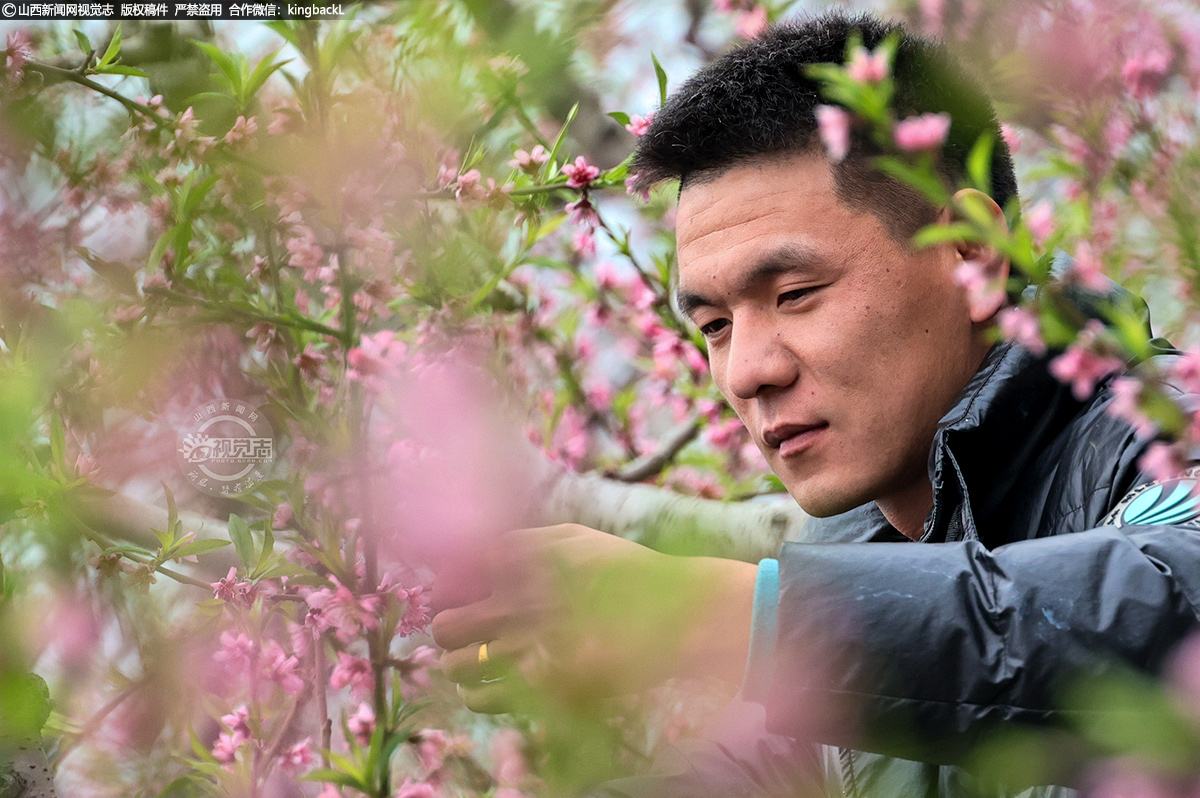      桃农们抓紧晴好天气对盛开的桃花加强疏花、授粉，进行防寒等花期管理，确保首茬反季节油桃高质量丰产丰收。