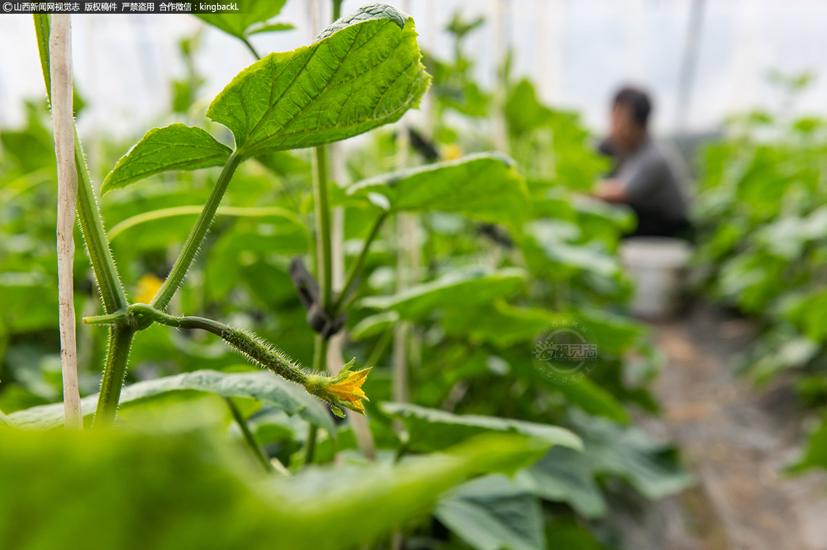      在蔬菜大棚里，种植户在给已经挂果的黄瓜掐去多余的秧头。