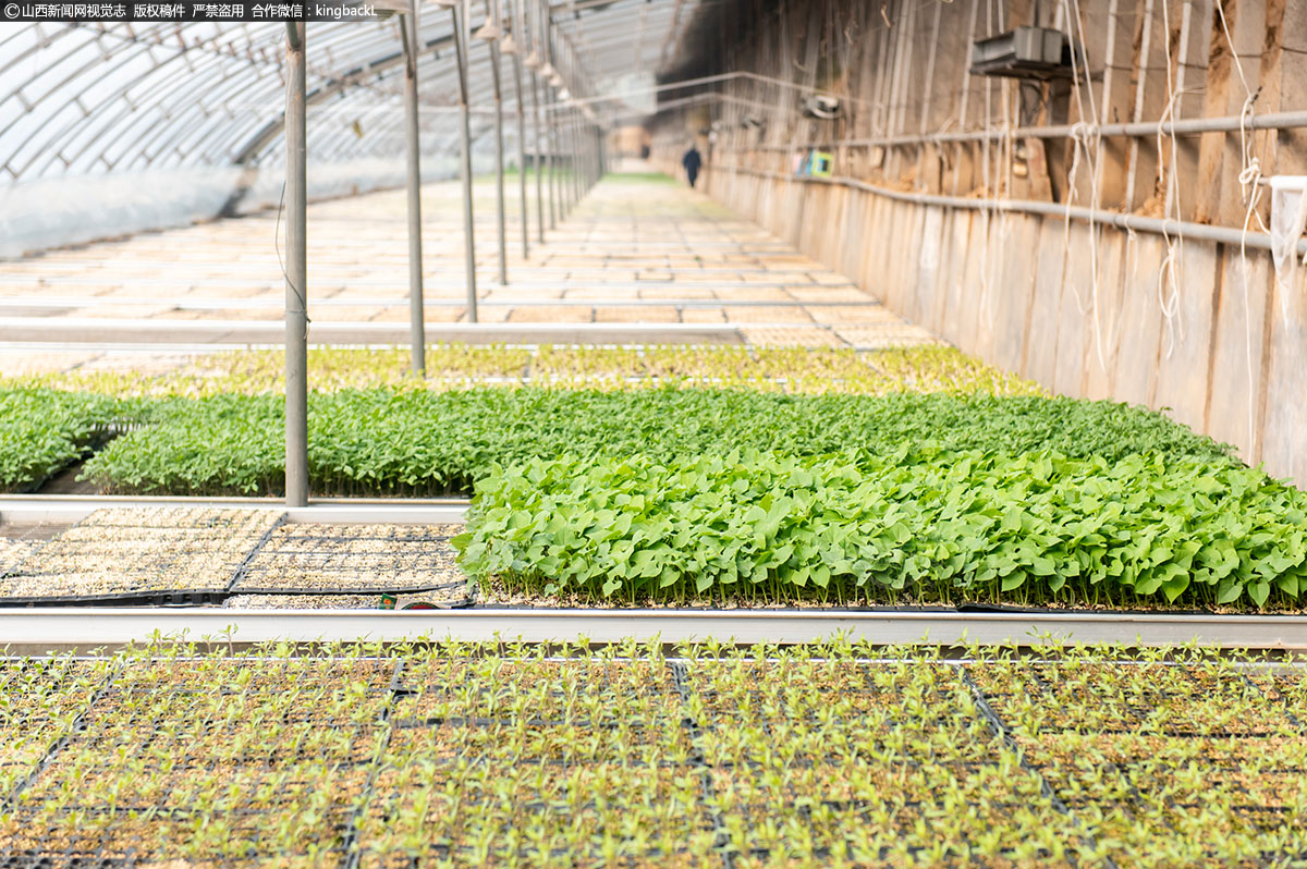      近日，每天能育12、13万株苗子，每年的蔬菜种子都是精心挑种，保证质量、色泽、果芯。