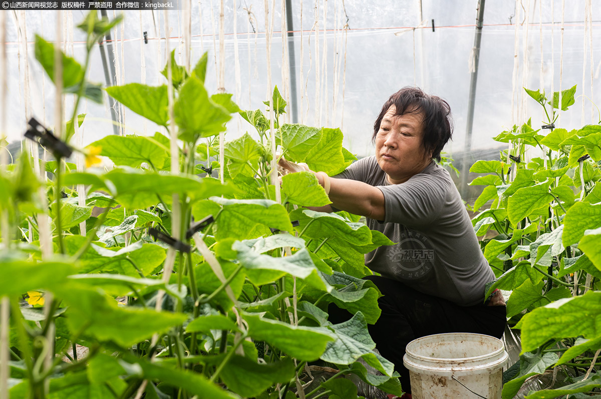      大棚里的农户们，种植早的黄瓜、西红柿、西葫芦已经开始开花挂果，这些蔬菜大棚，不仅可以带动现代农业发展，还能带来良好的社会效益和经济效益。