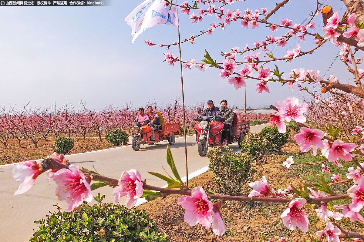      据悉，当地设施日光温室油桃正月里早已是桃花盛开，大田油桃桃花阳春三月才羞羞答答满园报春来。
