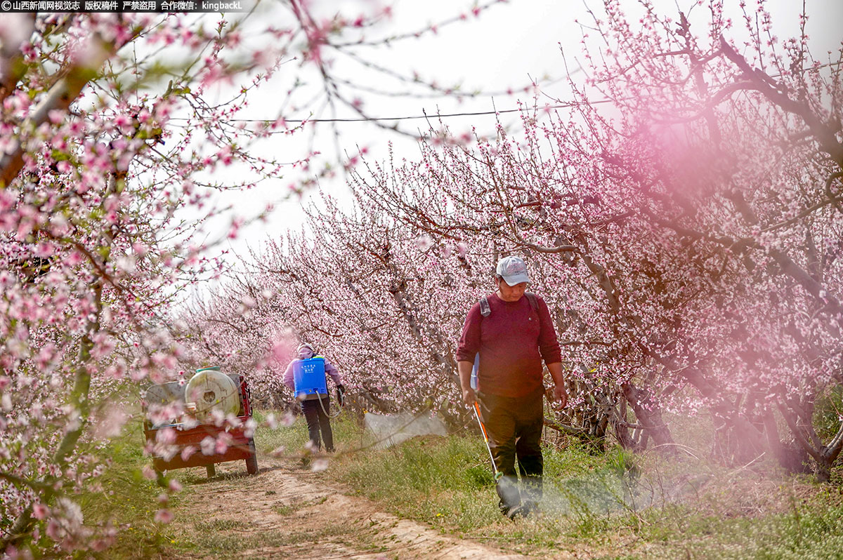      油桃进入盛花期，蜜蜂正忙着授粉，果农也在加强管理，确保油桃有个好收成。