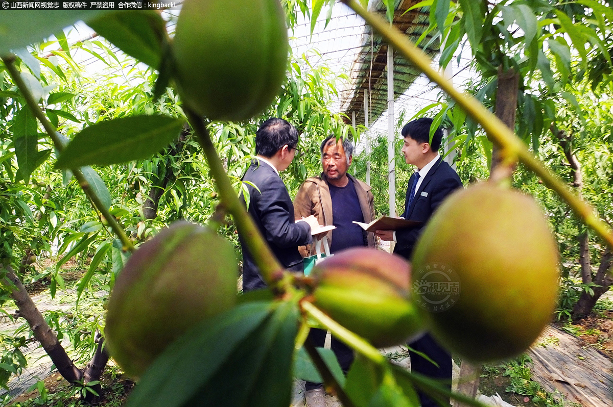      眼下，大棚油桃进入了幼果期，一株株油桃树长势喜人、丰收在望，种植户也抢抓有利时机，及时开展春季管理工作，确保有个好收成。图为新绛农商行万安支行信贷客户经理向万安村桃农黄二林了解春耕备耕资金需求。