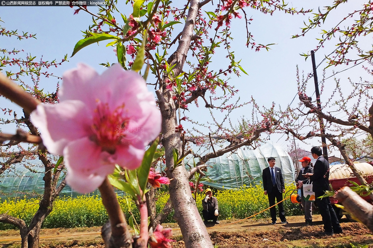      截止4月7日，当地农商行万安支行今年已为260户桃农授信3165.4万元，已授用1590.7万元，确保了桃农不误农时。