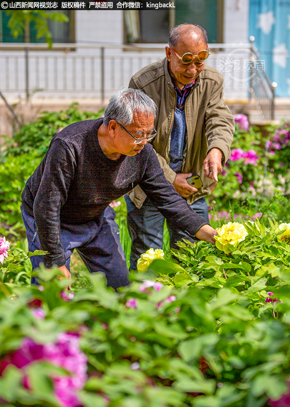      期间，他们家的牡丹被移植到山西省临汾市乡宁县光华公社柴坟堡大队桐沟村亲戚家5年，家园建好后，又移植到现在的庭院。