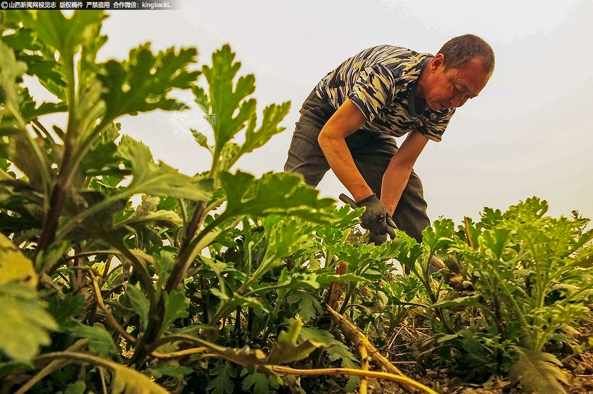      菊花茶经过鲜花采摘、柔干、生晒蒸晒、烘焙等工序制作而成，具有散风清热、清肝明目和解毒消炎等作用，可制作药用菊花和茶用菊花；同时菊花还可用于园林观赏，市场需求量大、前景广。
