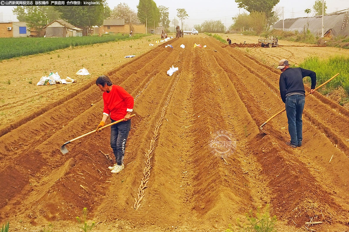      在农用机械机的轰隆声中，泥土翻飞，农民熟练地将山药种苗按一定距离放入土沟中。山药种植户们抢抓时令，采取人工和机械种植相结合的方式，忙着种植山药。