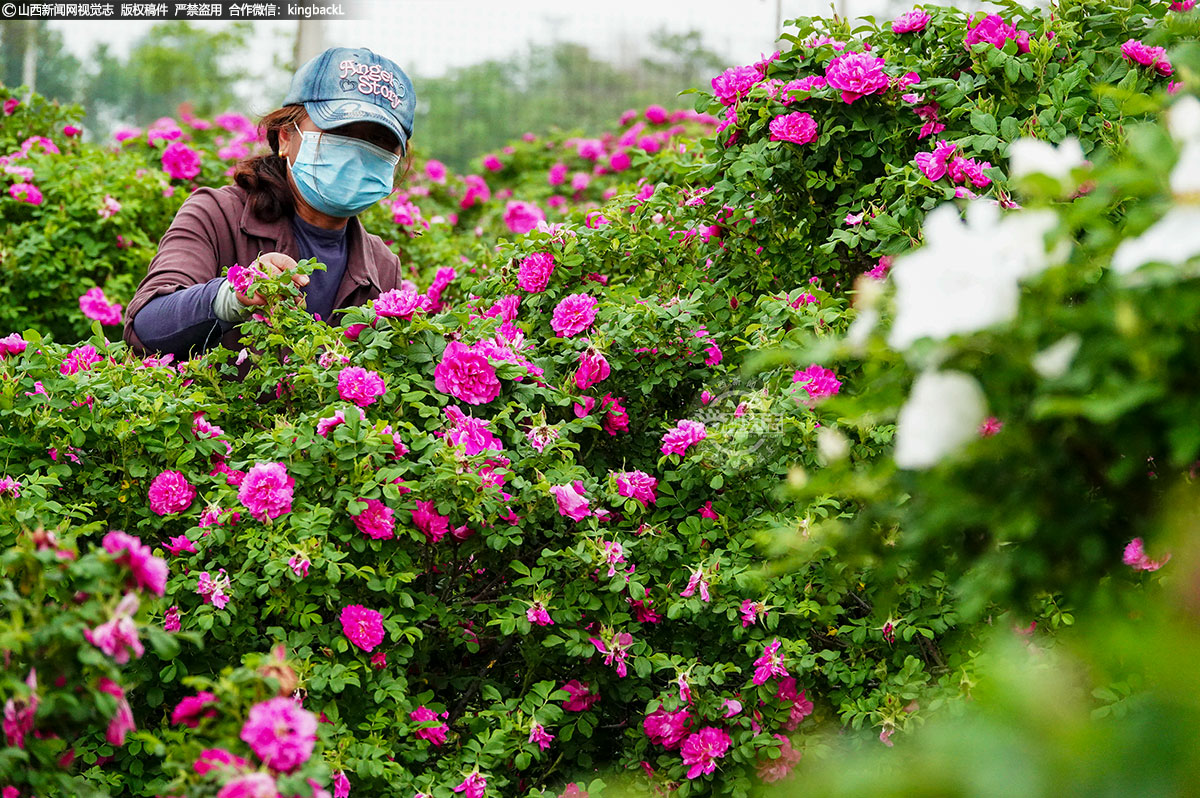      人间四月芳菲尽，玫瑰花开又一春。泽掌镇光村玫瑰园迎来了新一年的盛花期，村民们忙着采摘鲜花的身影，绘就了一幅乡村振兴美丽图景。
