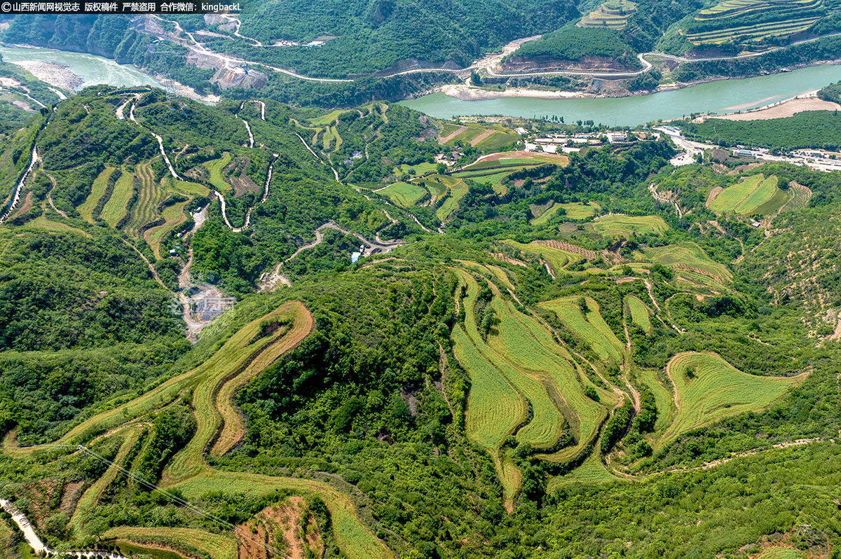      目前，位于山西平陆县中条山脚下的三门镇300余亩油菜陆续成熟，从空中俯瞰，这里一片片齐刷刷的油菜像展开巨大的一幅黄绿色的绒地毯。（■本期摄影：刘文礼 权永军）
