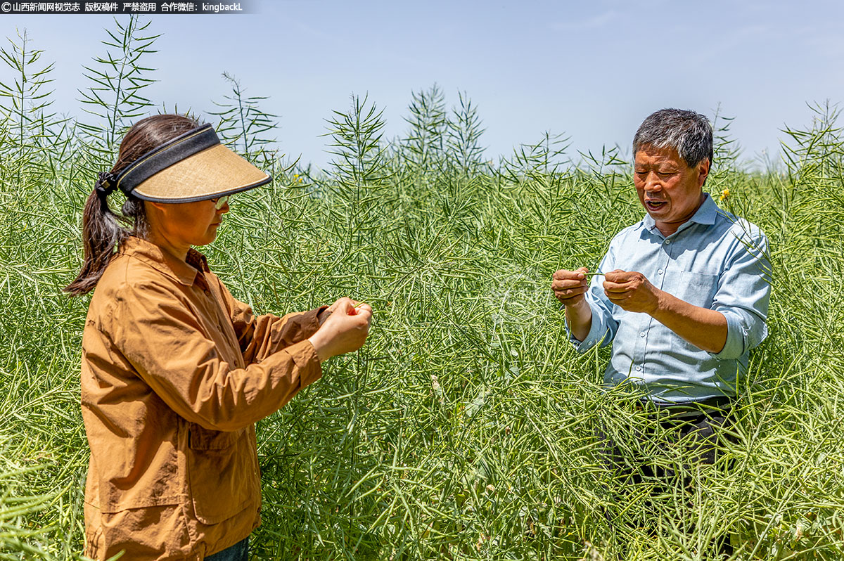      山西棉科所的技术专家以及各乡镇、合作社及种植大户等与会人员还分别参观了项目区的传统油菜和新品种油菜对比实验。