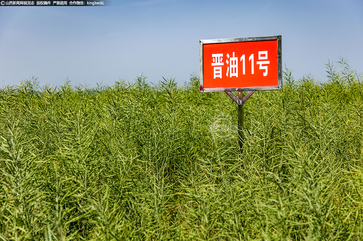      晋油11号为甘蓝型三系杂交种。冬性，平均生育期240天。生长势强，整齐度好，抗逆性强。抗倒伏，耐寒性强，整齐度好。