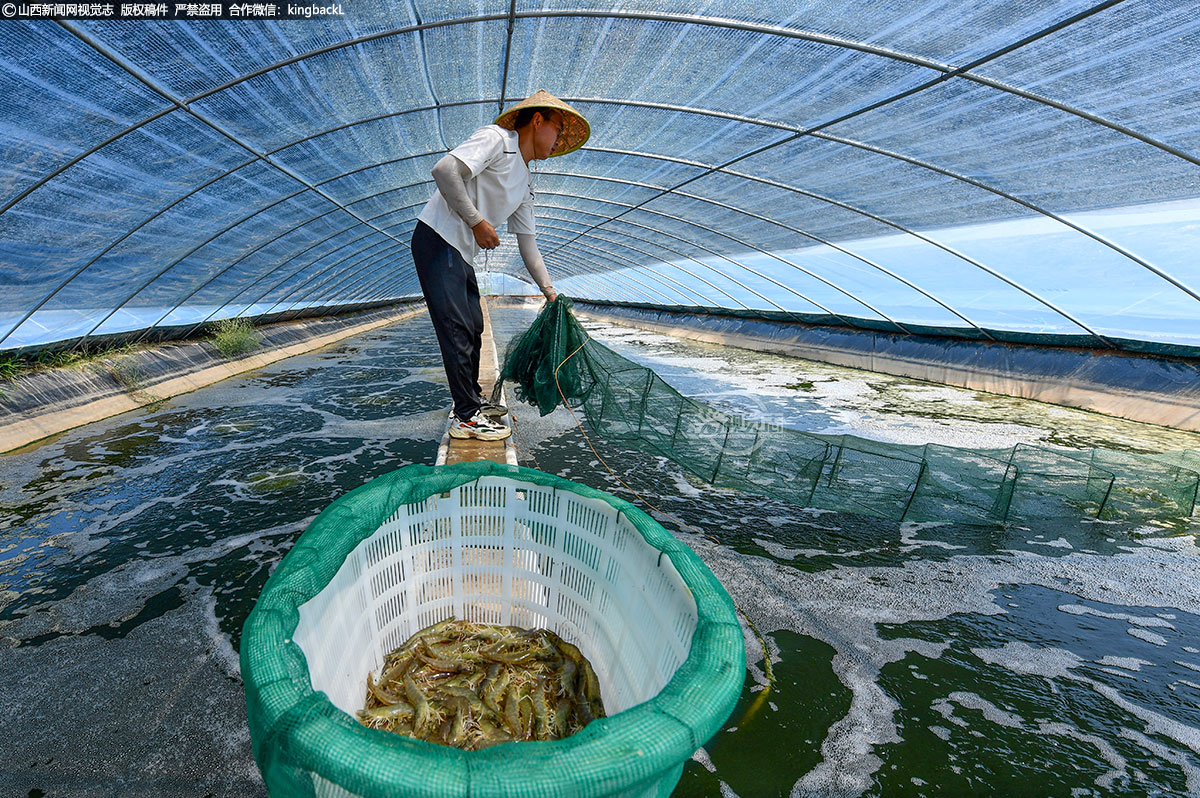      永济市是山西省最大的渔业主产区，也是山西省唯一的国家级渔业健康养殖示范县。从2021年起，在该市开张镇西开张村西北方向，曾经蒿草丛生的千余亩盐碱滩里，通过招商引资建设起了养虾棚，当年开始试养南美白对虾。