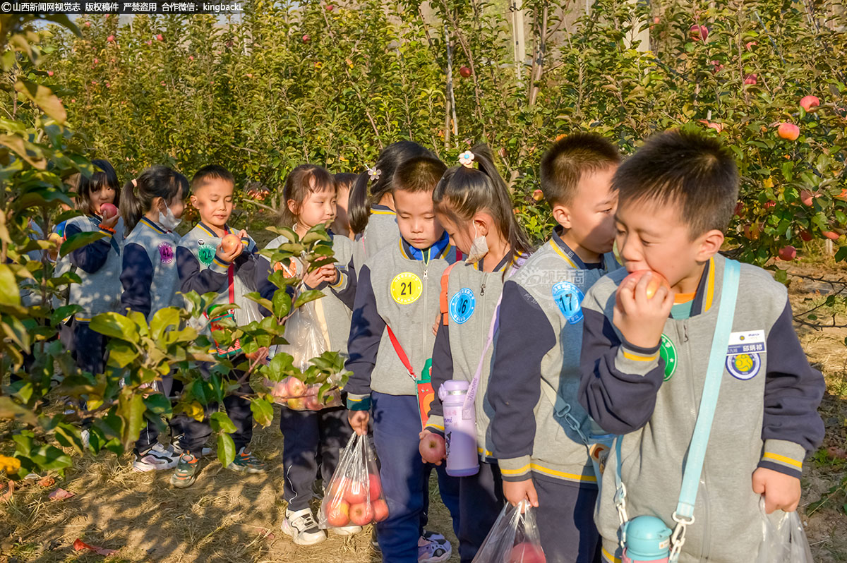      在摘苹果的过程中，孩子们互相帮助，互相鼓励。他们的笑声和欢呼声在空气中回荡，给这个美丽的秋日增添了无尽的生机。有的孩子一边品尝着新鲜的苹果，一边享受着劳动带来的快乐和成就感。