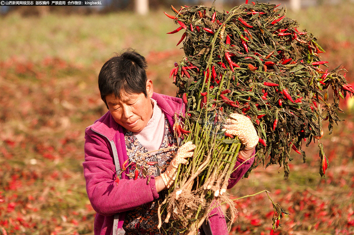      在这个丰收的季节里，新绛县的辣椒不仅为当地农民带来了可观的收入，也成为了推动乡村振兴的重要力量。