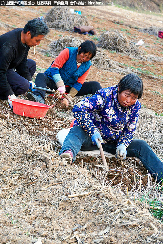      此外，政府还积极引进大型制药企业，建立中药材深加工基地，提高中药材的利用率和附加值，进一步推动了当地经济的发展。