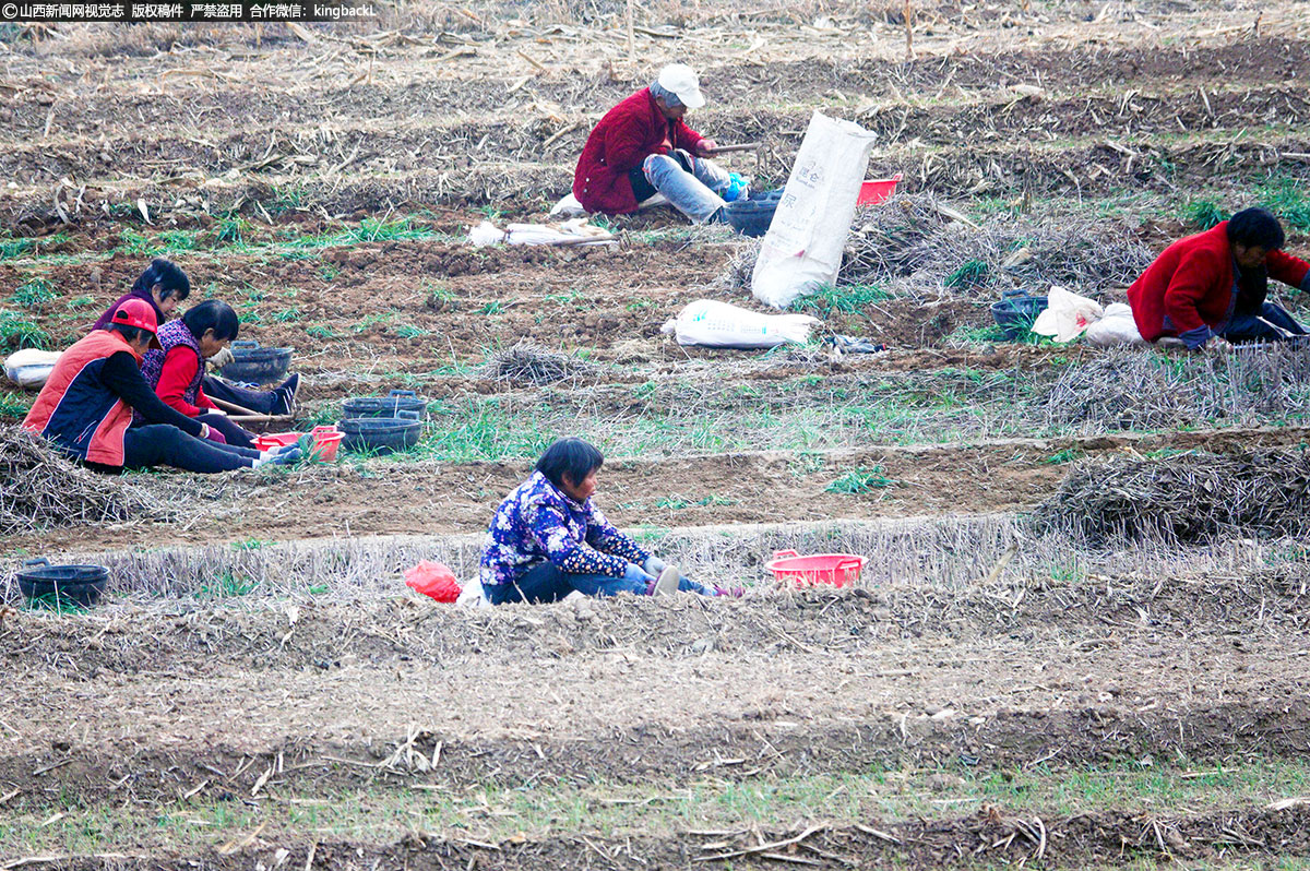      他们熟练地操作着农具，将一颗颗丰满的旱半夏从土壤中挖出，仔细地清理干净，然后整齐地摆放在一旁。