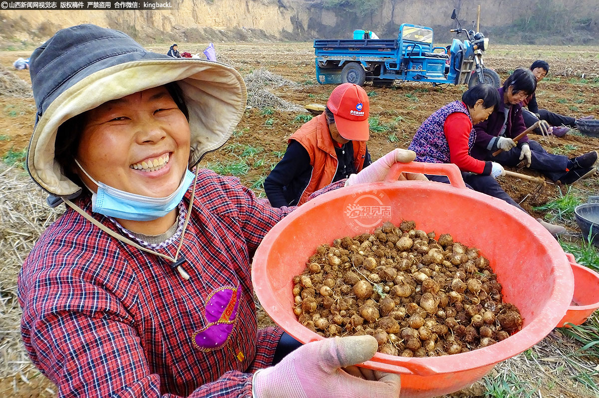      在运城市新绛县泉掌镇刘建村的药材种植大户荣春红的田地里，一片丰收的喜人景象。荣春红与来自古交镇南李村的村民们加紧收获丰收的旱半夏，田间地头充满了欢声笑语。