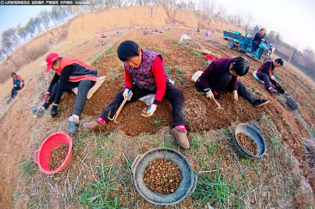      在运城市新绛县泉掌镇刘建村药材种植大户武海良的田地里，来自古交镇南李村的村民们抓紧帮助抢收旱半夏。