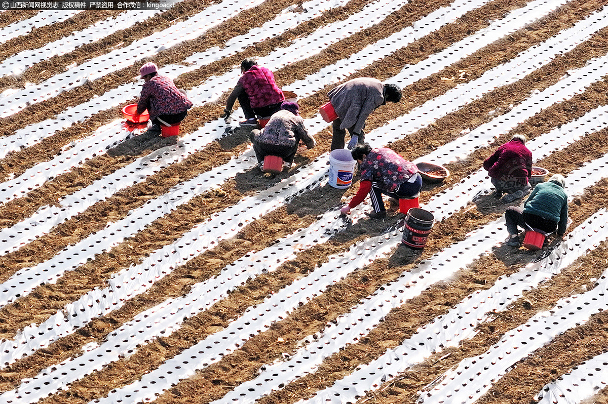       “小雪”时节，药农在中药材种植专业村山西省运城市新绛县北张镇北杜坞村抓紧晴好天气，做好中药材白术的种植、施肥、管护等工作，田间处处一片繁忙景象。