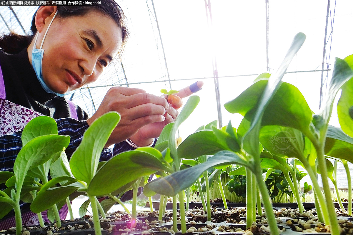      目前，新绛县蔬菜种植面积已达15万亩，成为全省设施蔬菜生产第一县、全省优质蔬菜种苗生产基地。下一步，将进一步做强做优蔬菜产业发展，促进蔬菜产业绿色安全标准化生产，以蔬菜产业助推乡村振兴。