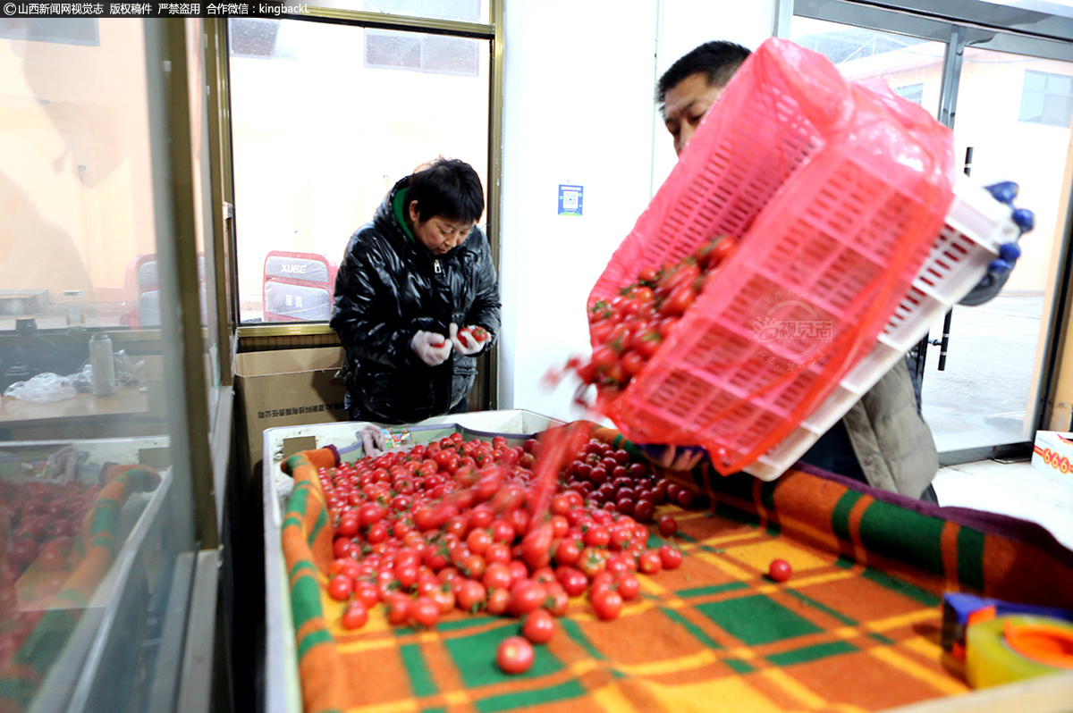      博翔果品市场圣女果店老板将收到的1680斤小蕃茄，经过机器分选归类，按批发商要求，分装成不同规格的包装箱。