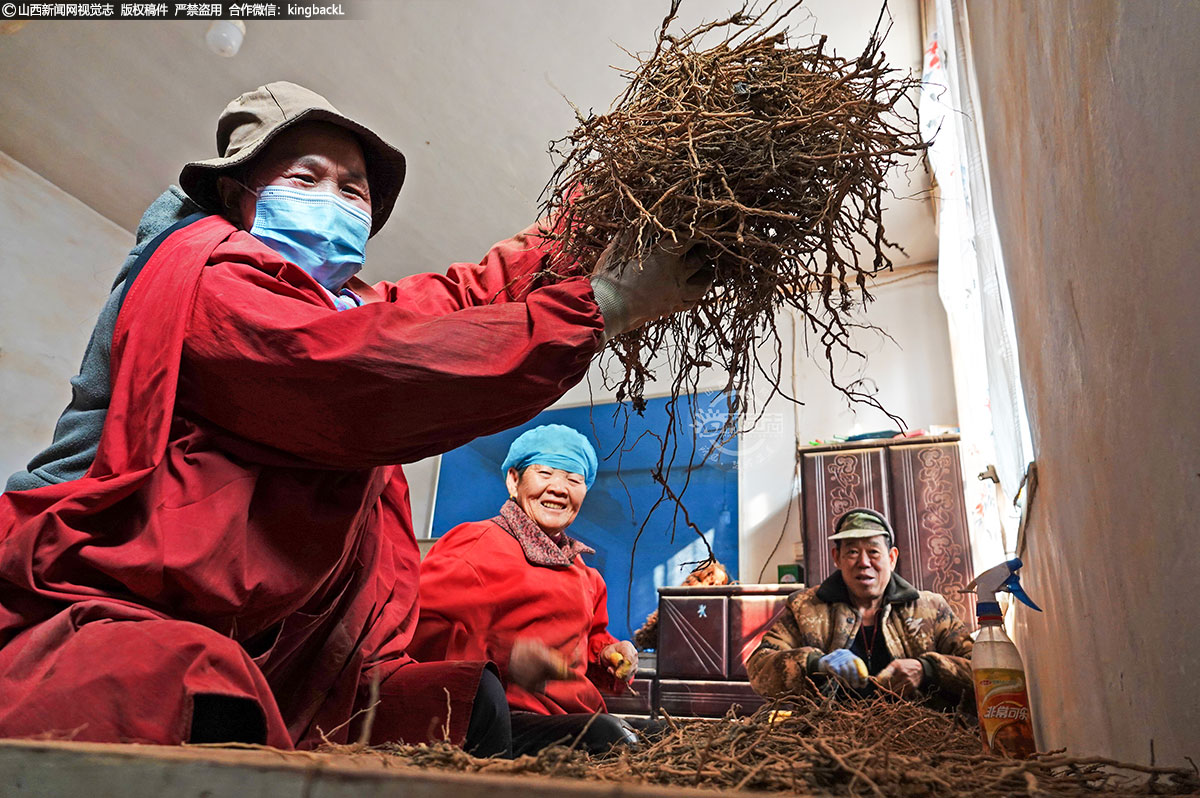      在中药材种植基地，村民们正忙碌着收获、加工中药材。他们通过种植、收购、加工和销售中药材，走上了致富的道路。这些身价百万、千万的药农和农民经纪人成为了乡村振兴的典范，引领着当地村民共同富裕。