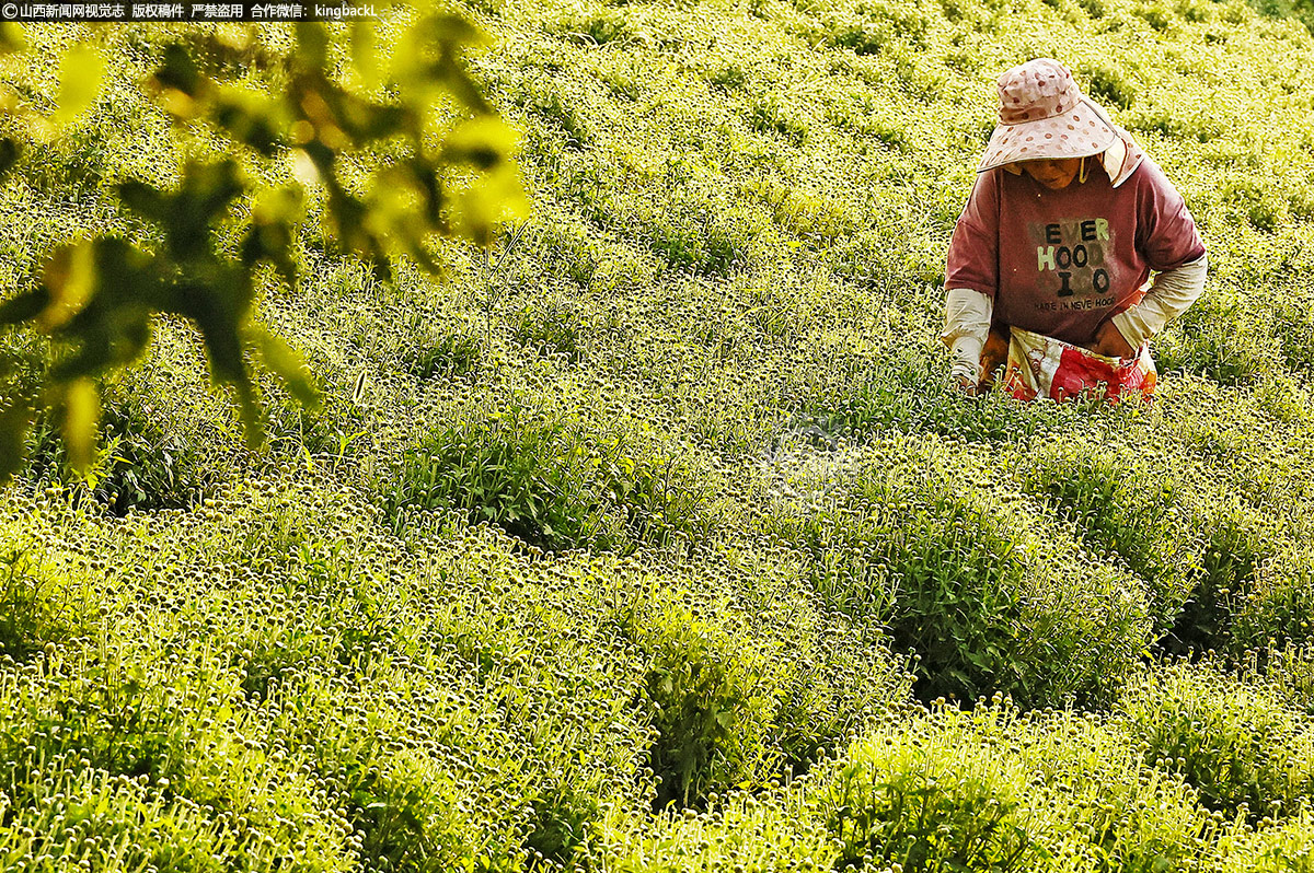      他们小心翼翼地将一朵朵菊花采摘下来，期待着能卖出好价钱，为家庭增添一份收入。