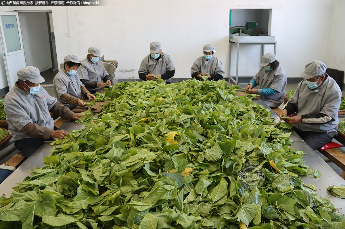      时下，正值霜降桑叶茶加工生产黄金季，位于阳城县北留镇石苑村的阳城县绿源林果种植农民专业合作社桑叶茶生产基地一派繁忙景象，农民工们在这里忙着精选优质桑叶，加工、制作阳城桑叶茶，供应市场。（■本期摄影：陈来全）